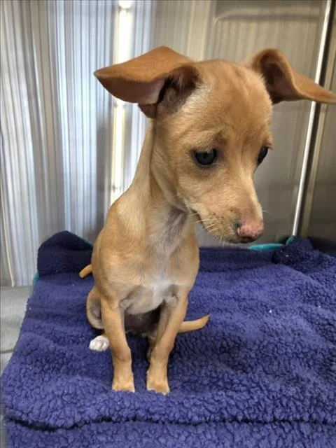 A baby small-sized female Chihuahua dog named Ginger for adoption in Derwood, MD