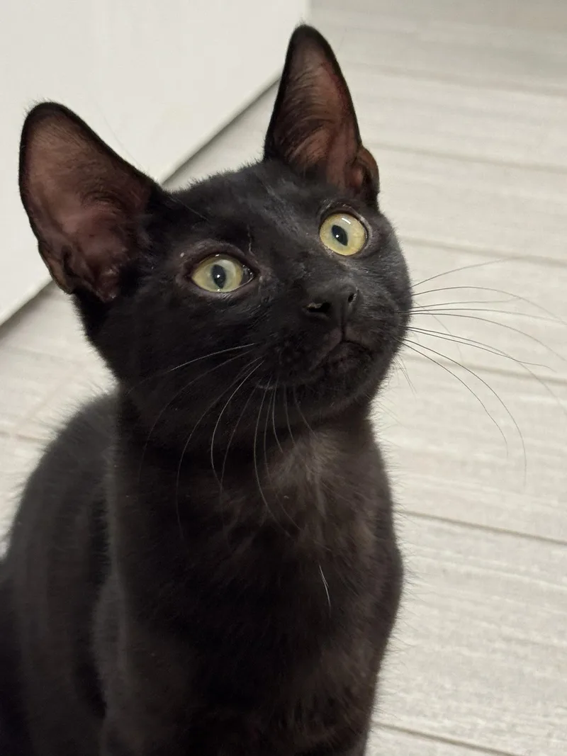 Licorice thumbnail 2