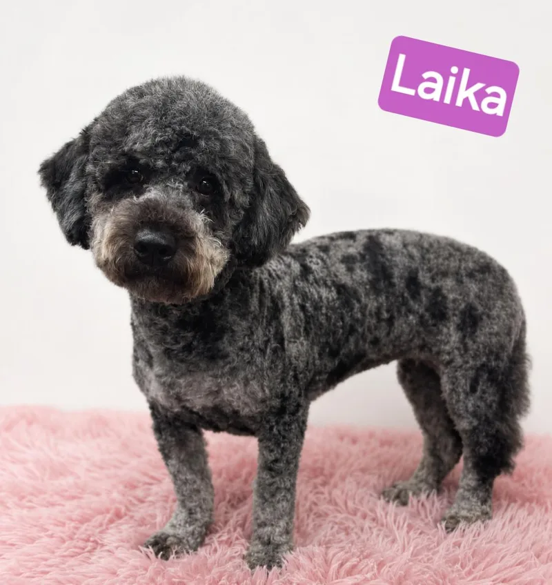 An adult small-sized female Gray / Blue / Silver Bernadoodle dog named Laika for adoption in Wheelersburg, OH