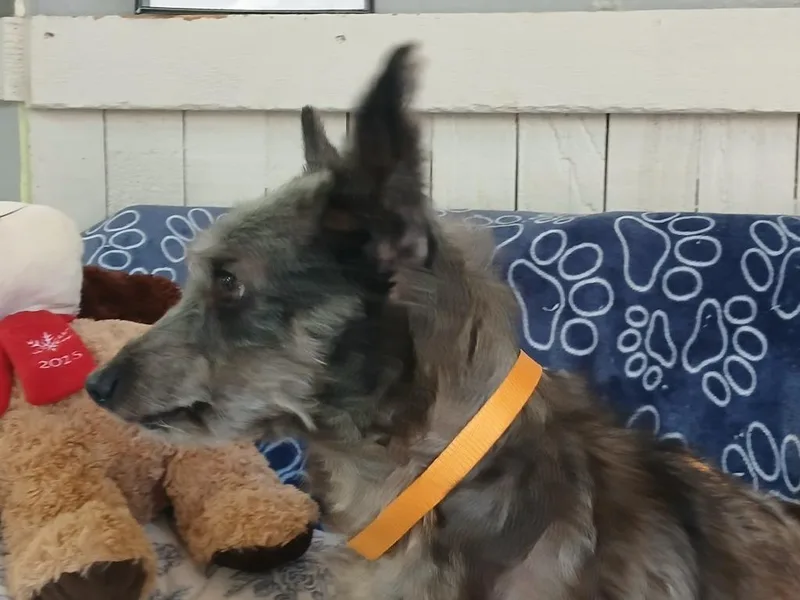 A young medium-sized female Terrier dog named Sophie for adoption in Fort Worth, TX