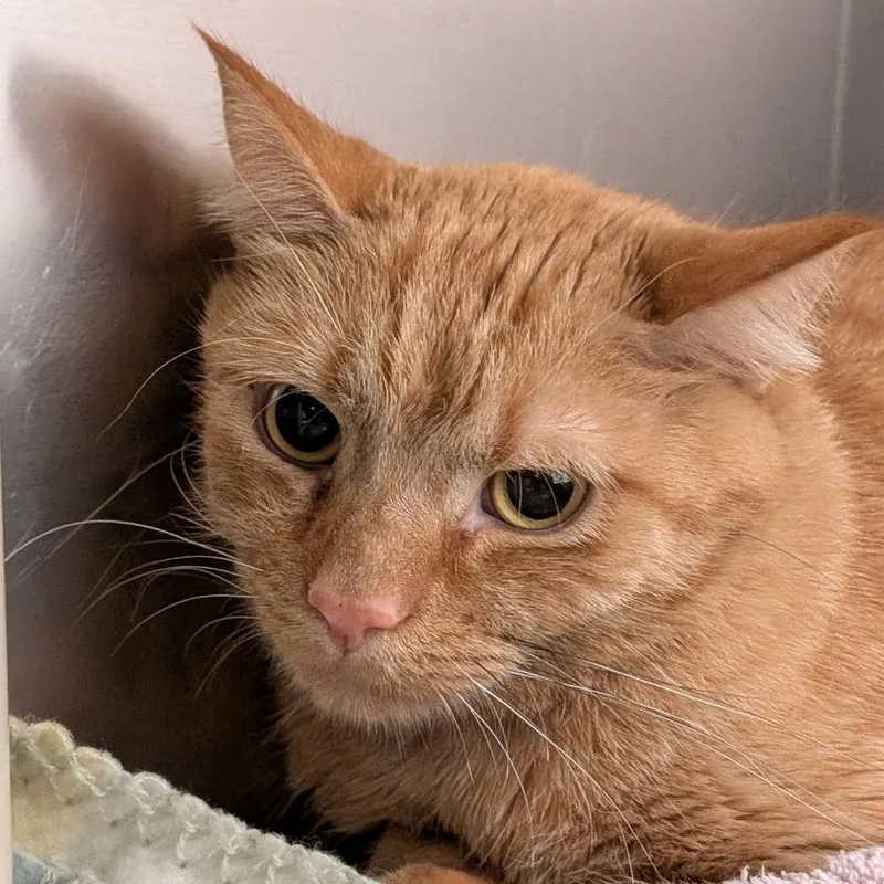 An adult medium-sized male Orange / Red Domestic Short Hair cat named Cheeto for adoption in Milan, IL