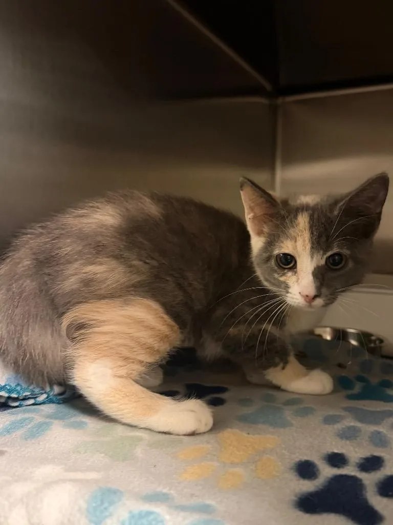 A baby small-sized female Domestic Short Hair cat named Filly for adoption in Ocala, FL