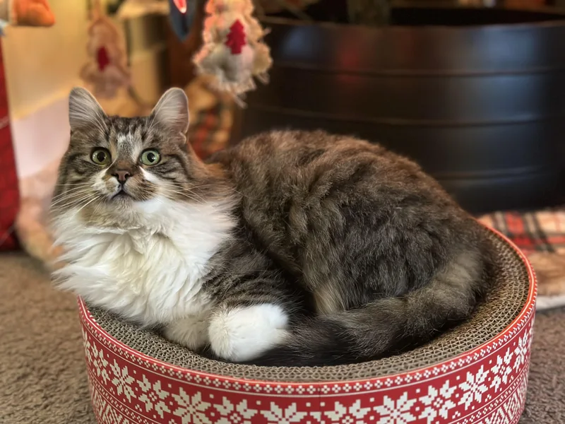 A young medium-sized female White Domestic Long Hair cat named Banjo for adoption in Detroit, MI