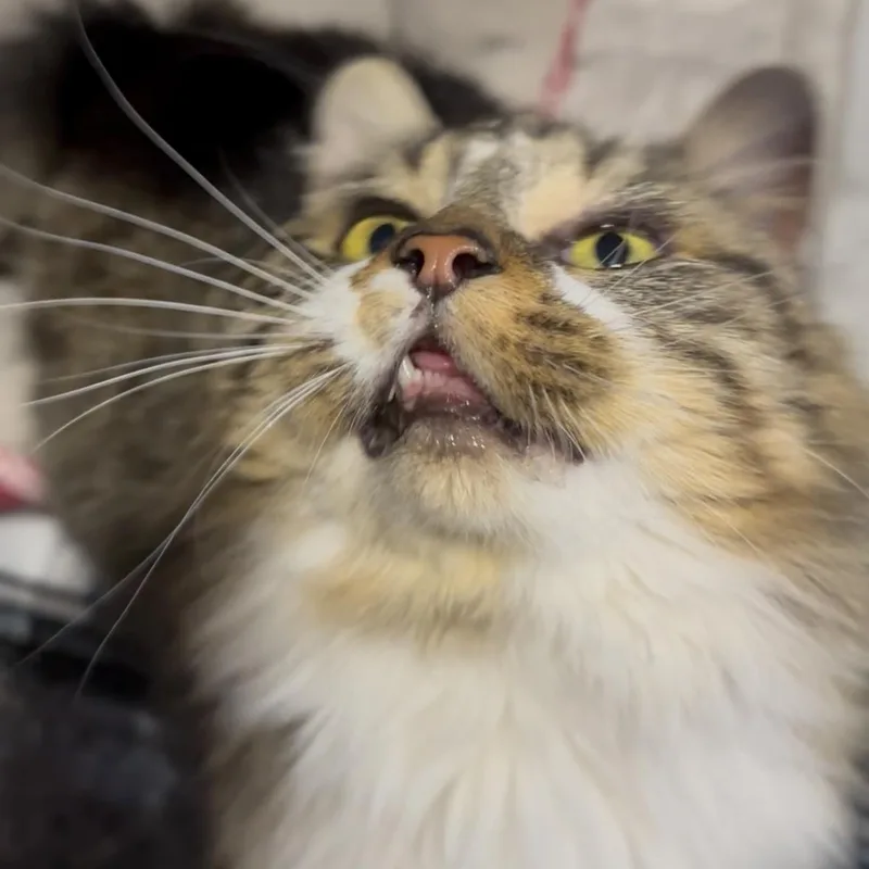 Banjo thumbnail 2