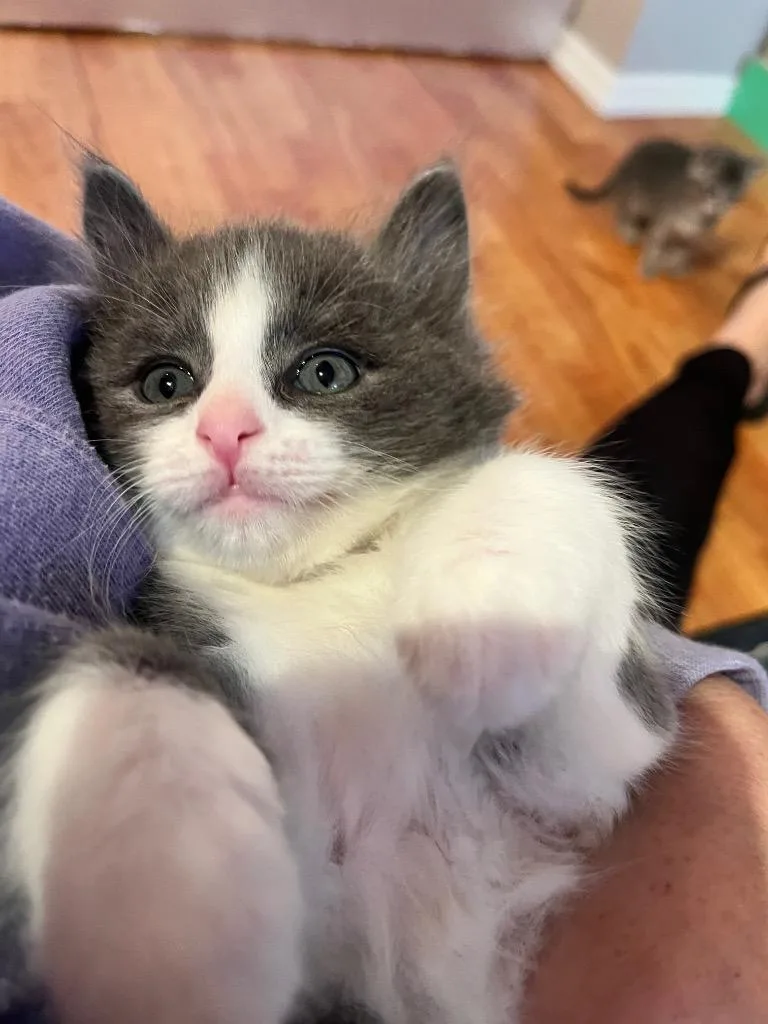A baby small-sized male Domestic Short Hair cat named Fenton for adoption in Meriden, CT