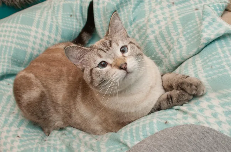 An adult medium-sized female Siamese cat named Skyler for adoption in Westminster, CO