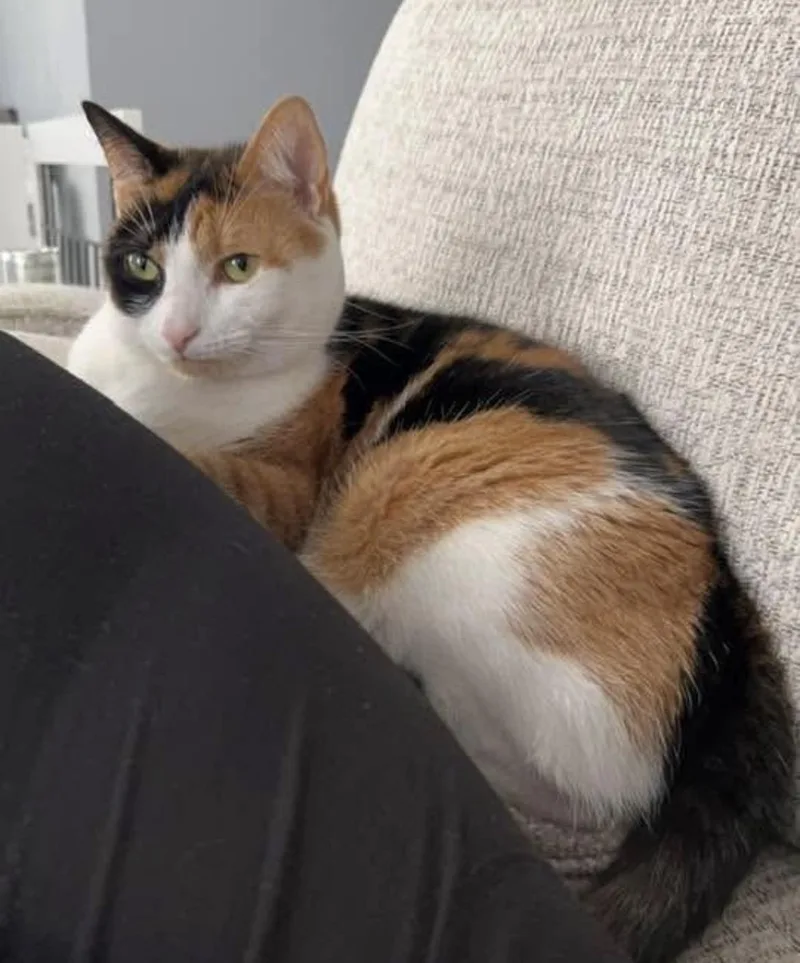 An adult large-sized female Domestic Short Hair cat named Ivy for adoption in Havertown, PA