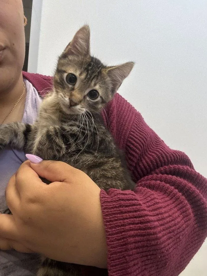 A young small-sized male Domestic Short Hair cat named Tofu for adoption in Hilton Head Island, SC
