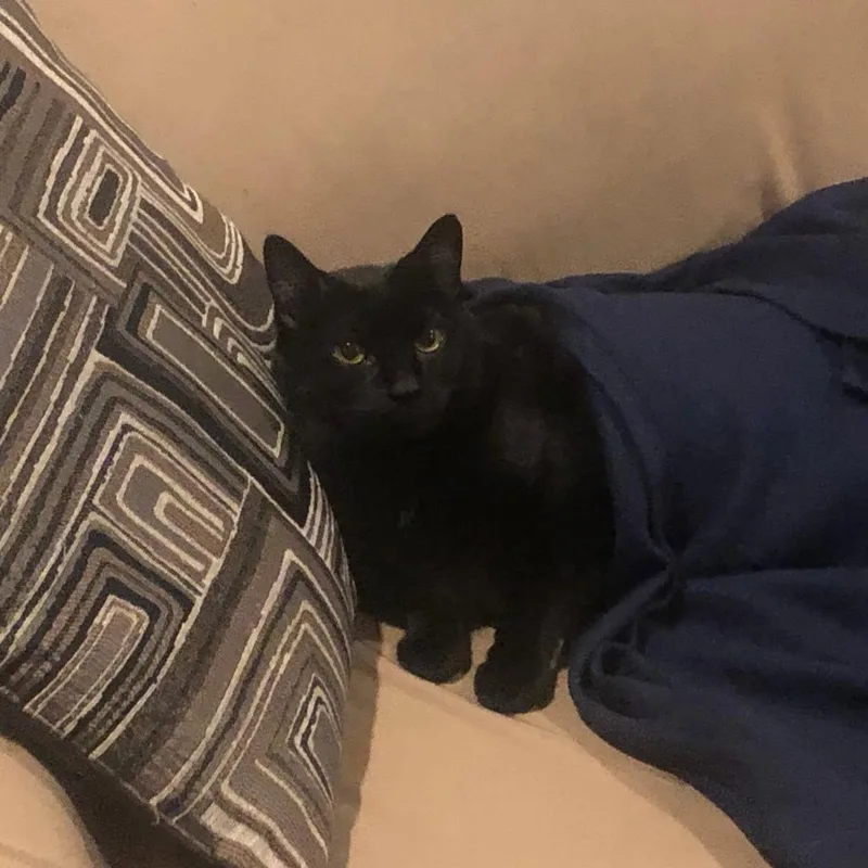 An adult large-sized male Domestic Short Hair cat named Grim for adoption in Hamilton, NJ