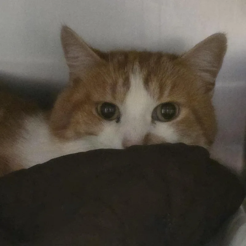 An adult medium-sized male Orange / Red Domestic Short Hair cat named Louie for adoption in Kennebunk, ME