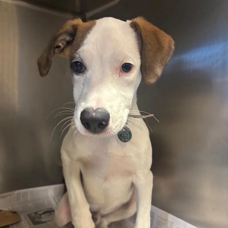A baby small-sized male Yellow / Tan / Blond / Fawn Mixed Breed dog named TX Leward for adoption in Port Washington, NY