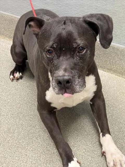 An adult large-sized male Pit Bull Terrier dog named Cow Lick for adoption in Las Vegas, NV