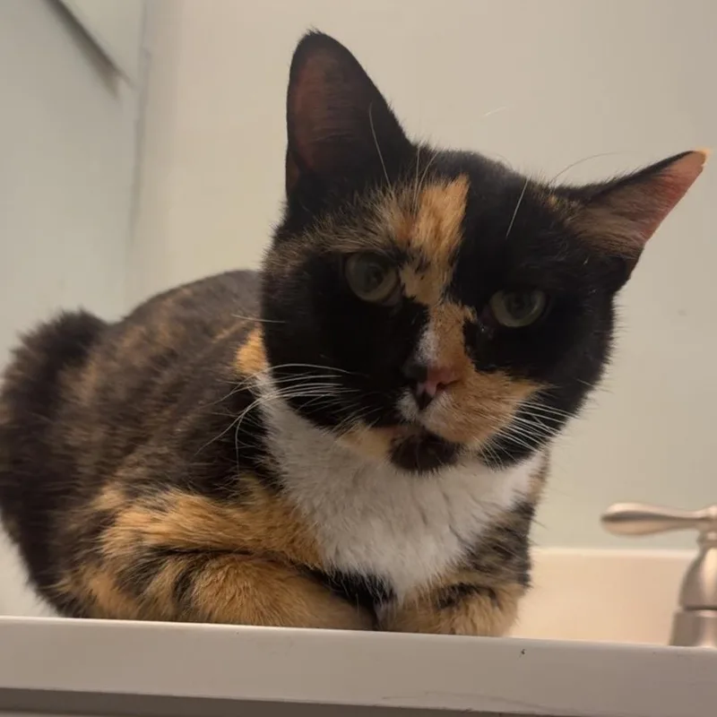 An adult medium-sized female Calico Domestic Short Hair cat named Callie for adoption in Newark, DE