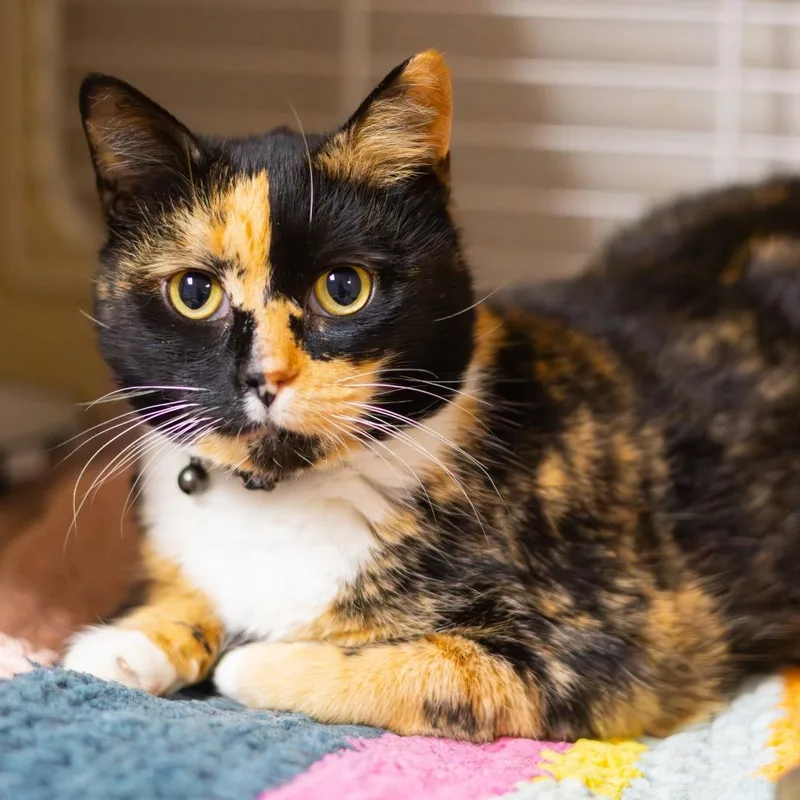 Callie thumbnail 2