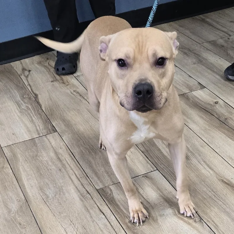 An adult medium-sized male Yellow / Tan / Blond / Fawn Pit Bull Terrier dog named Scrappy Doo for adoption in Newark, NJ