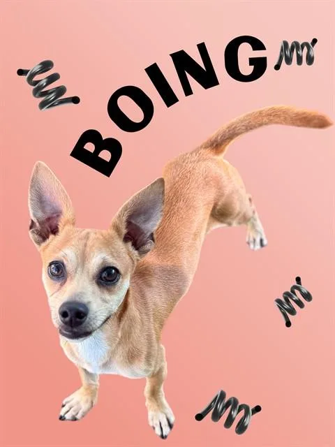 A young small-sized male Chihuahua dog named Boing for adoption in Sarasota, FL
