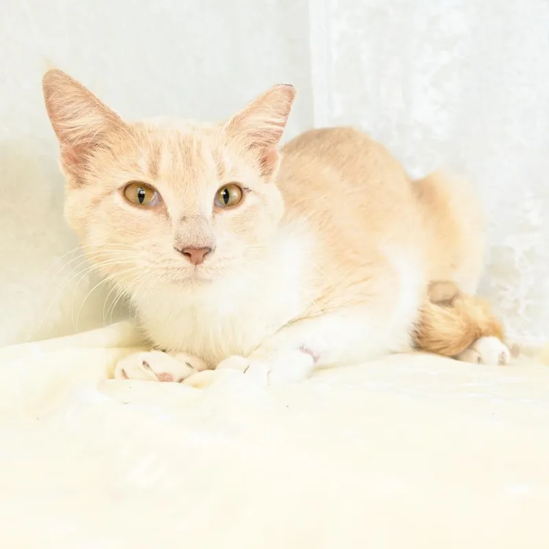 A young medium-sized female Orange / Red Domestic Short Hair cat named Mindy for adoption in Mobile, AL