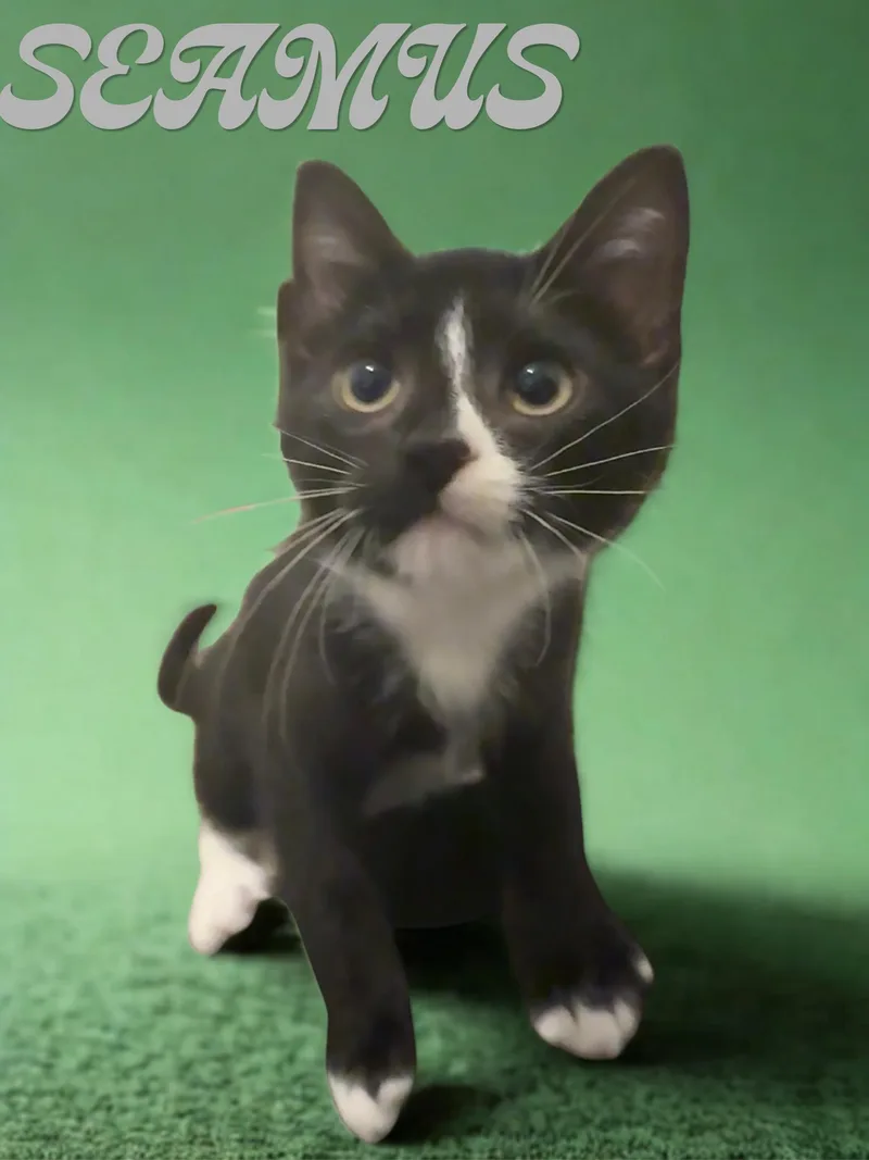 A baby small-sized male Black & White / Tuxedo Domestic Short Hair cat named Seamus for adoption in Orleans, VT