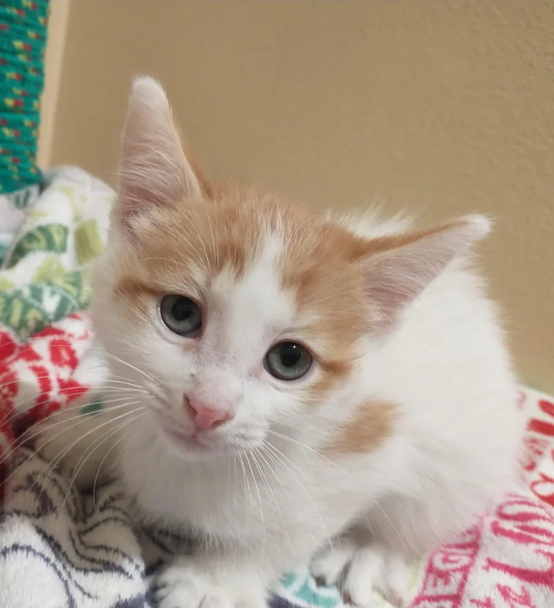A baby medium-sized male Orange & White Domestic Short Hair cat named Dwight for adoption in Tomah, WI
