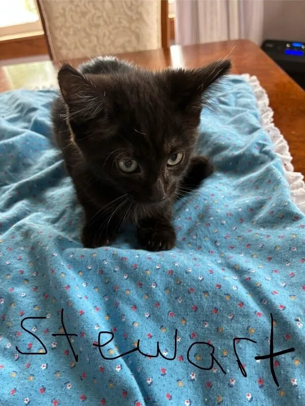 A young medium-sized male Black Domestic Short Hair cat named Stewart for adoption in Grand Rapids, MI