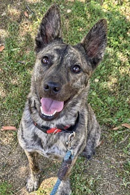 An adult medium-sized female Terrier dog named Fable for adoption in San Antonio, TX