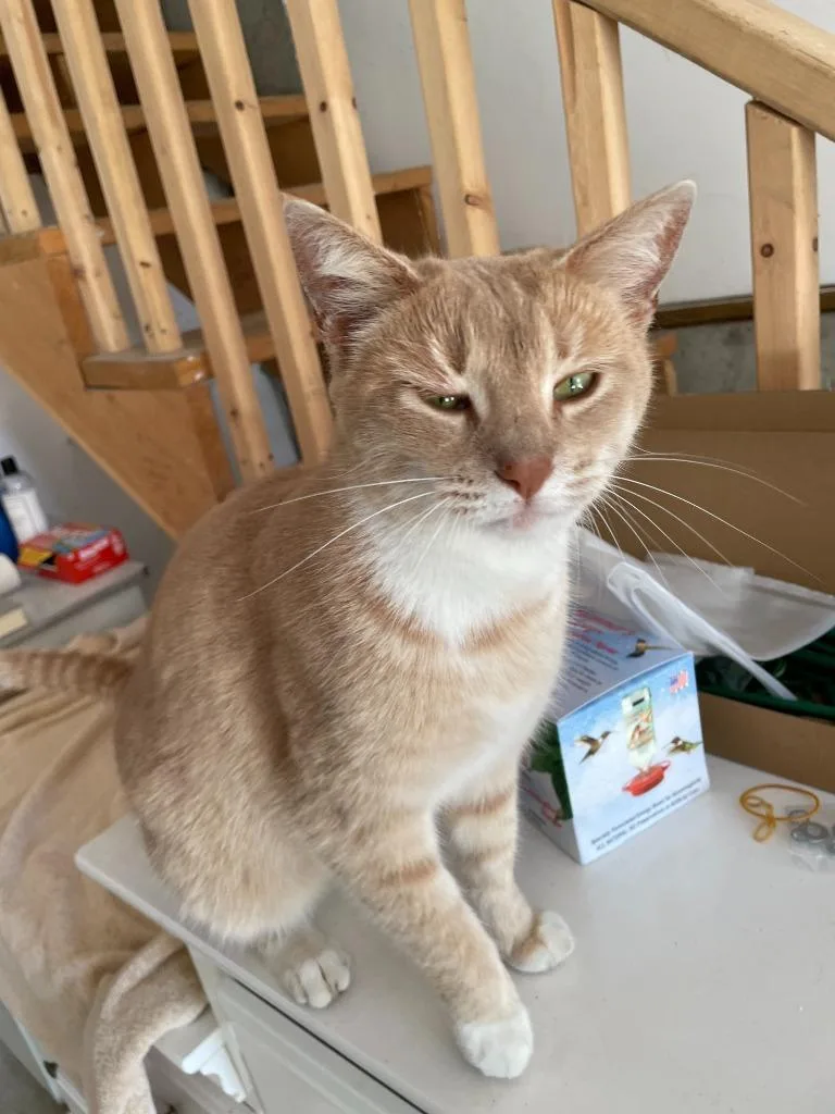 A young medium-sized female Domestic Short Hair cat named Bobo for adoption in Cumberland, ME