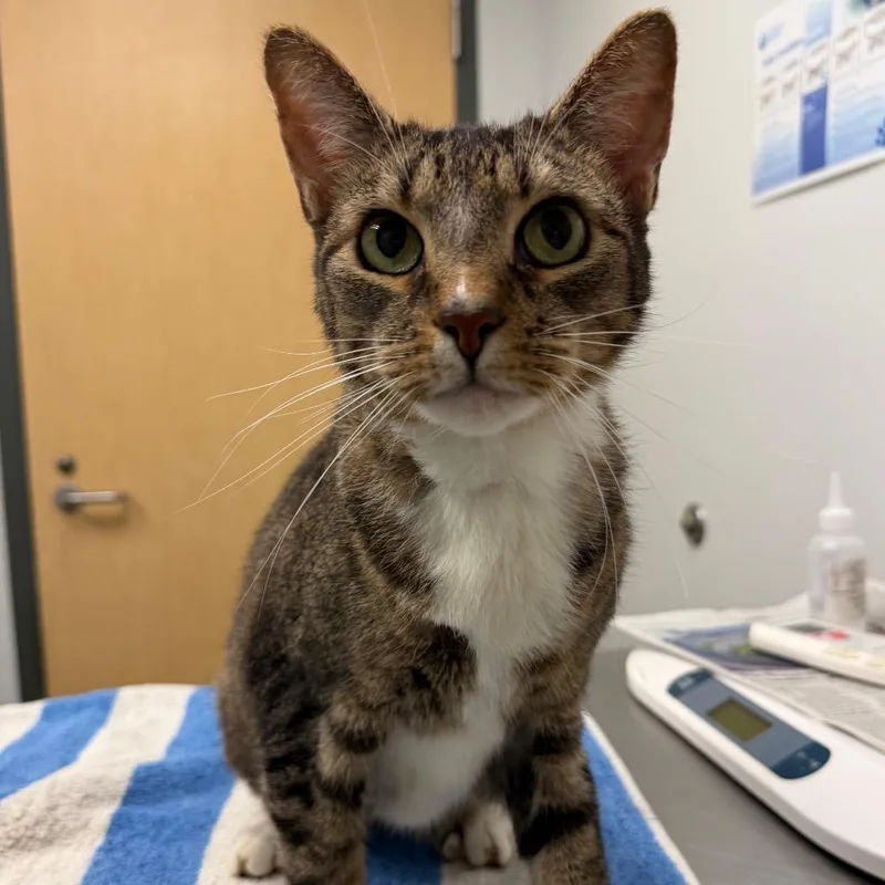 A senior large-sized male Domestic Short Hair cat named Lucas for adoption in Jacksonville, FL