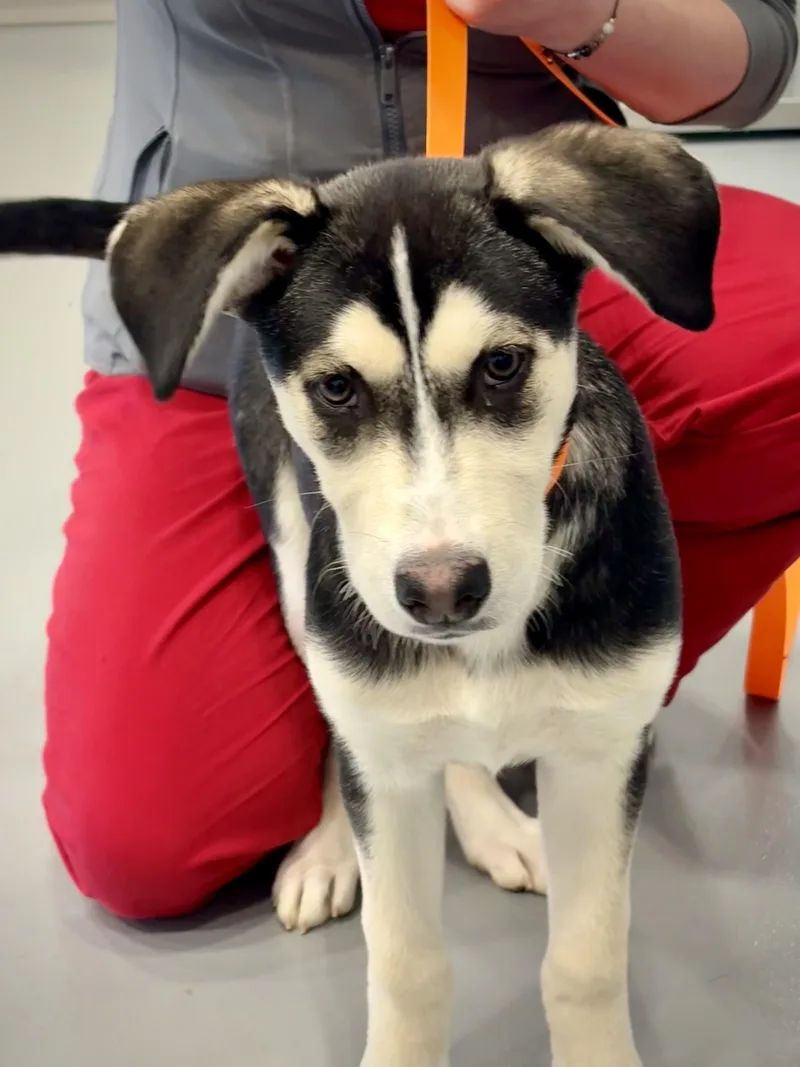 A baby large-sized female Brown / Chocolate Husky dog named Willow for adoption in Kalamazoo, MI