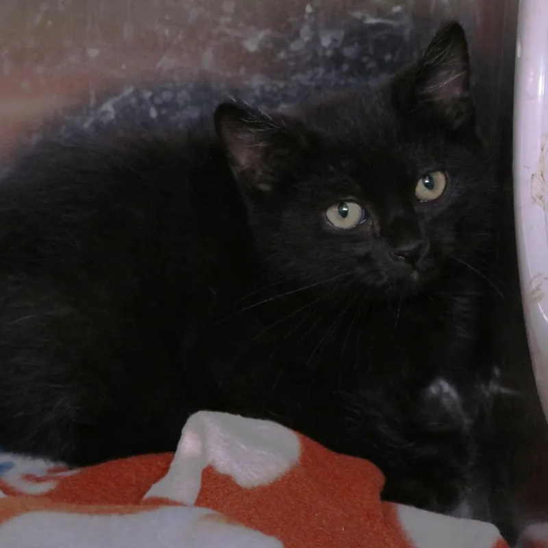 A baby small-sized male Black Domestic Short Hair cat named Floyd for adoption in Rifle, CO
