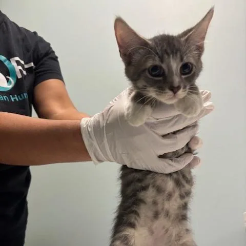 A baby small-sized male Domestic Short Hair cat named Maxx for adoption in Mooresville, NC