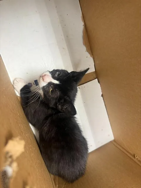 A baby small-sized female Domestic Short Hair cat named Alana for adoption in San Jose, CA