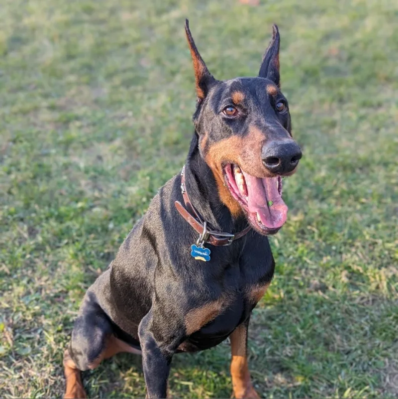A senior extra large-sized male Black Doberman Pinscher dog named Heis  I'm A for adoption in Sandown, NH
