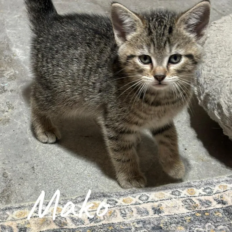 A baby small-sized male Gray / Blue / Silver Domestic Short Hair cat named Mako for adoption in DeKalb, IL