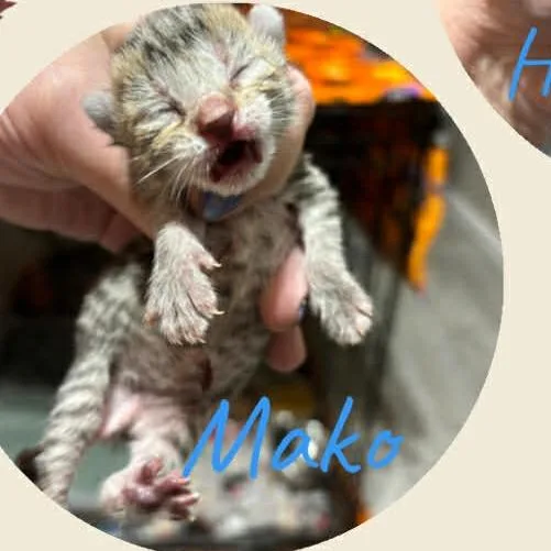 Mako thumbnail 2
