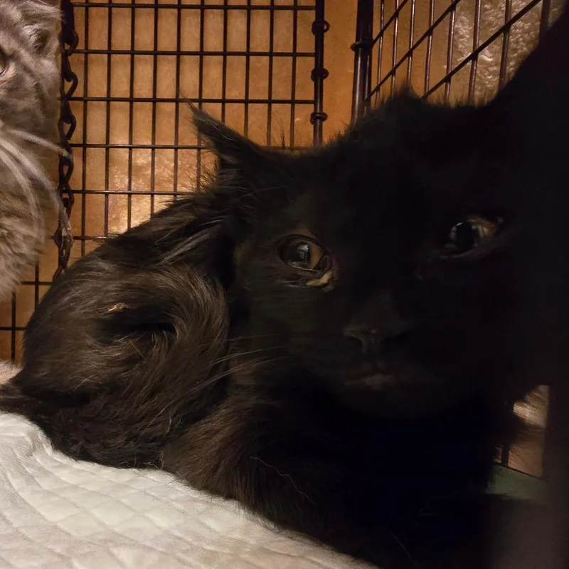 A baby small-sized female Domestic Long Hair cat named Olive for adoption in Grantsville, UT