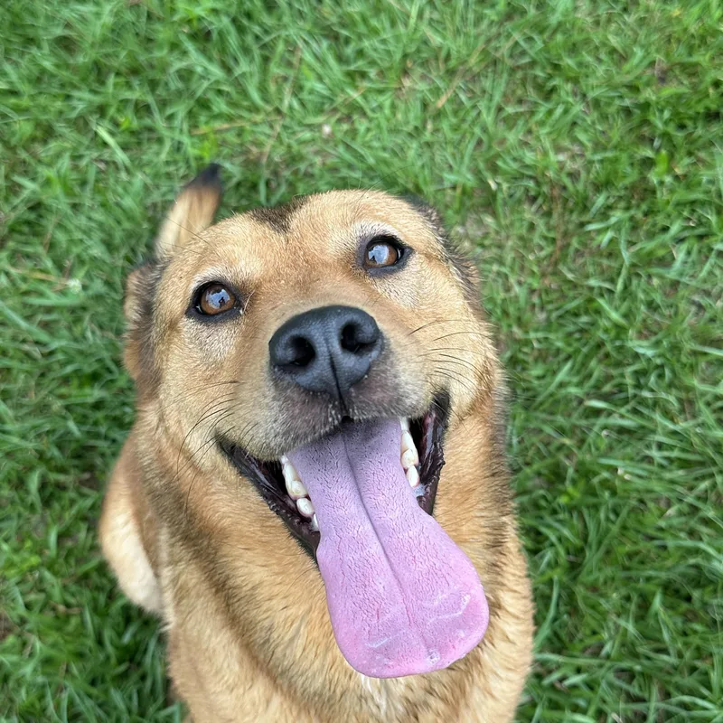 An adult medium-sized female Brown / Chocolate Mixed Breed dog named Kai for adoption in Myrtle Beach, SC