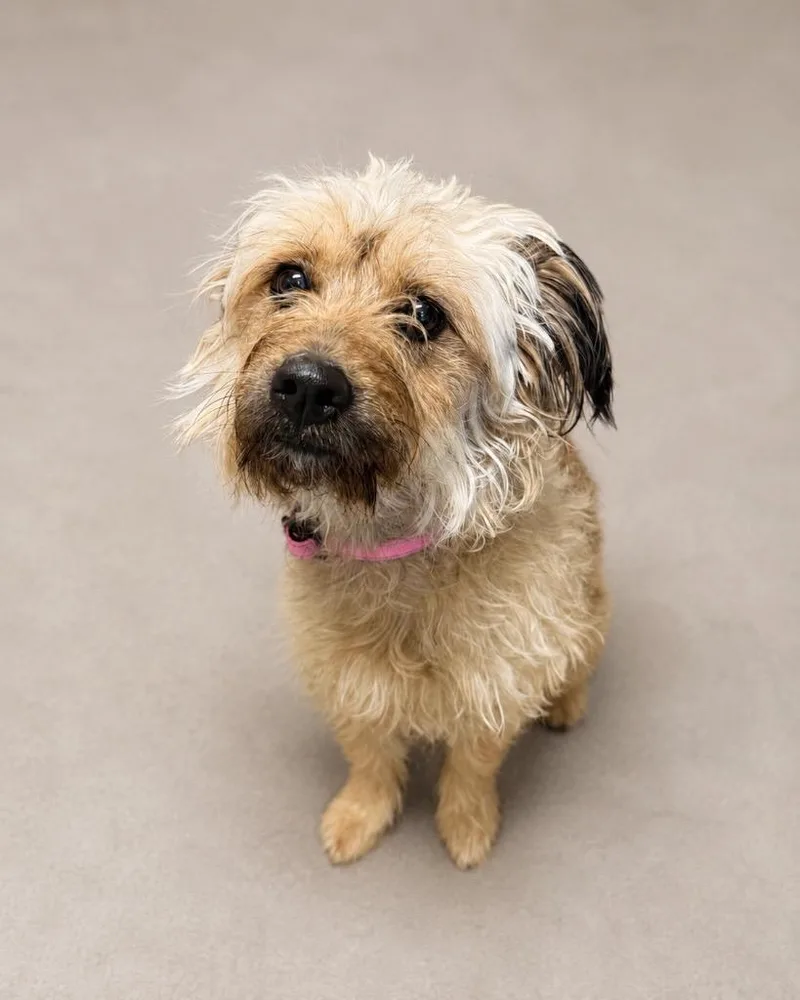 A young small-sized female Terrier dog named Sheeba Freeb for adoption in Reno, NV