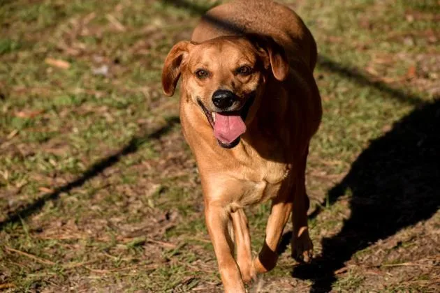 An adult large-sized male Mixed Breed dog named Rebel for adoption in Covington, LA