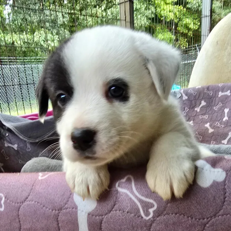 A baby medium-sized female Husky dog named Banshee for adoption in Alexandria, VA