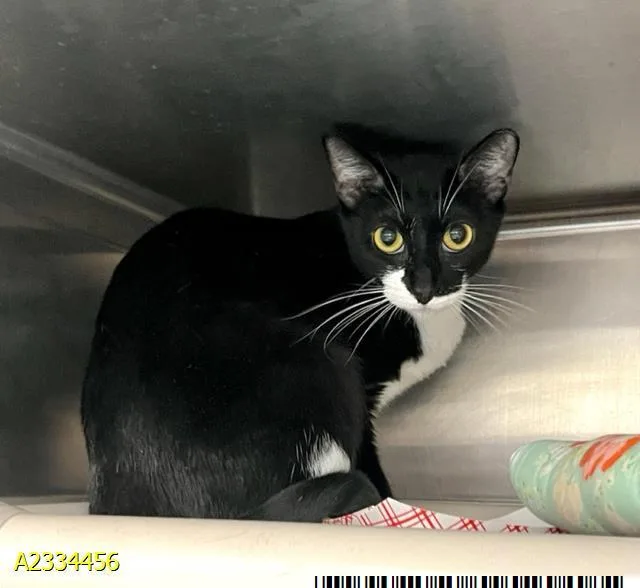 An adult medium-sized female Domestic Short Hair cat named Hope for adoption in West Palm Beach, FL