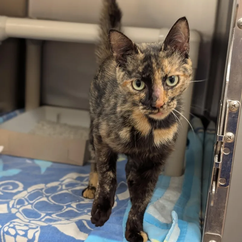 An adult medium-sized female Tortoiseshell Domestic Short Hair cat named Topaz for adoption in St. Augustine, FL