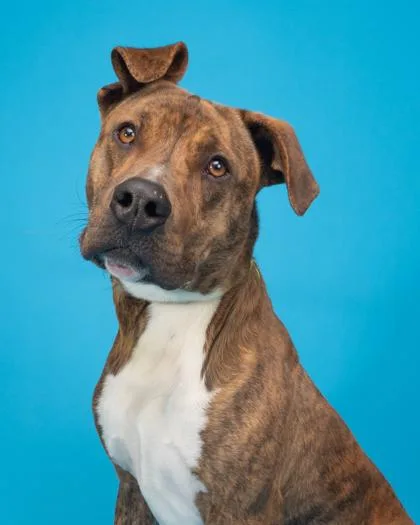 An adult large-sized male Brindle Pit Bull Terrier dog named Sneezy for adoption in Florence, OR