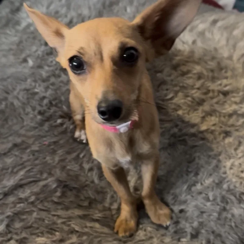 An adult small-sized female Yellow / Tan / Blond / Fawn Chihuahua dog named Nefertiti for adoption in Las Vegas, NV