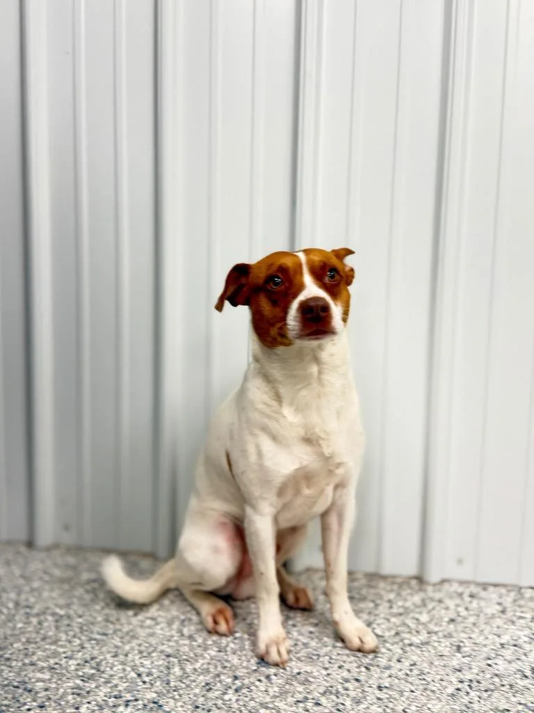 Bolt