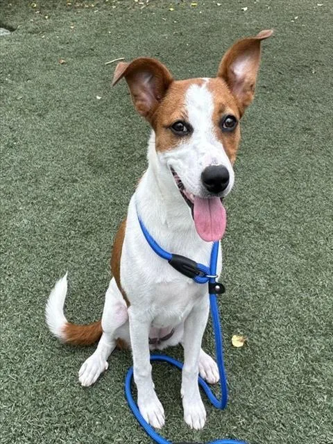 A young medium-sized female Rat Terrier dog named Shannon for adoption in Salinas, CA