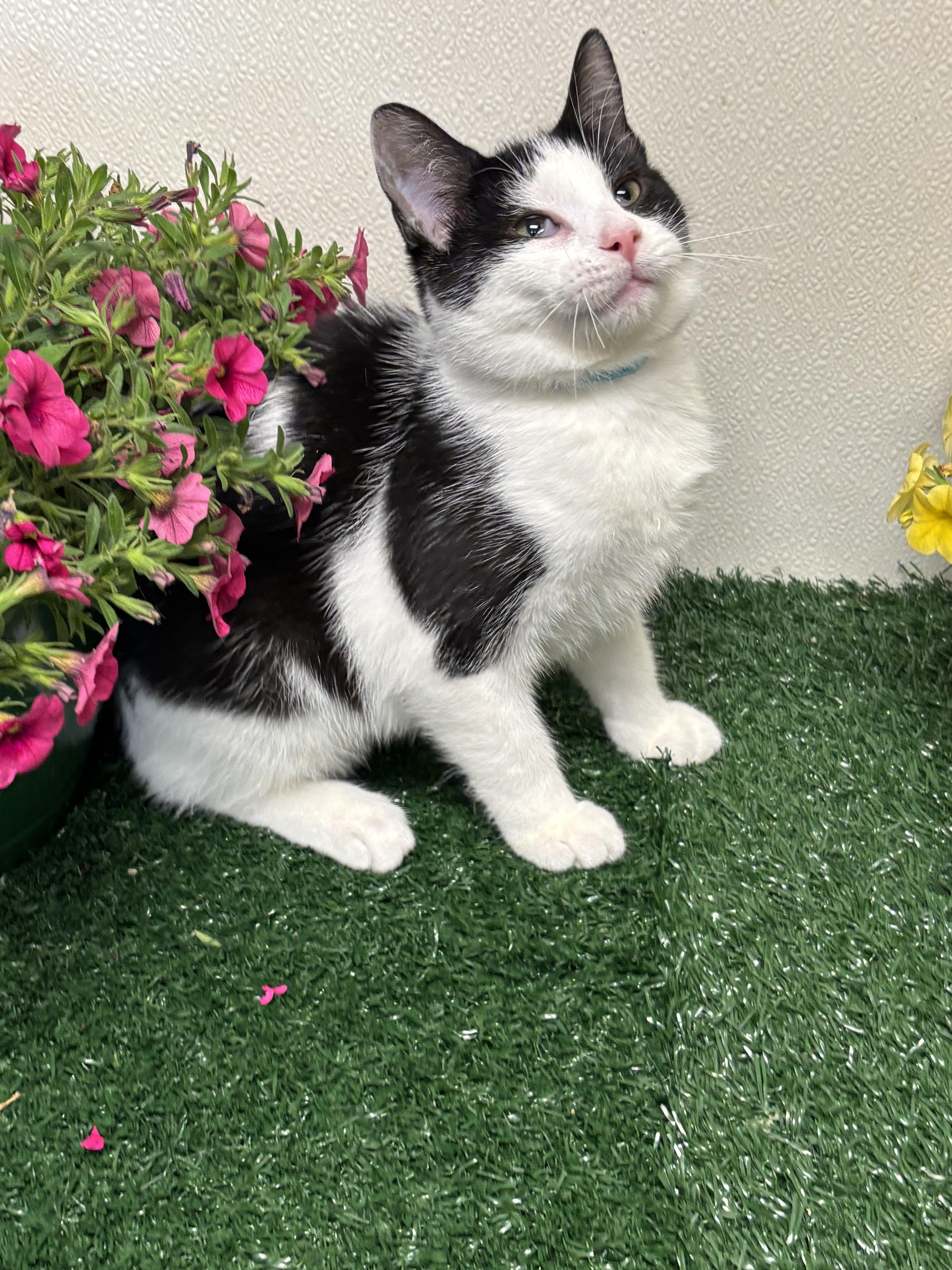 A young medium-sized female Black Domestic Short Hair cat named Kj for adoption in Effingham, IL