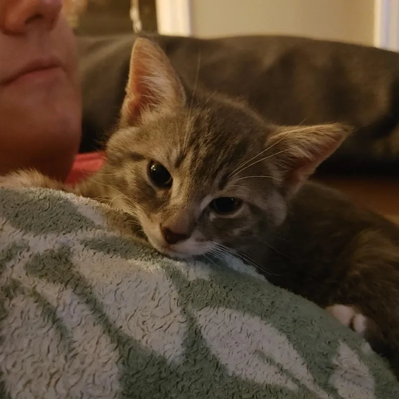 A baby small-sized female Gray / Blue / Silver Domestic Short Hair cat named Tinker for adoption in Germantown, MD