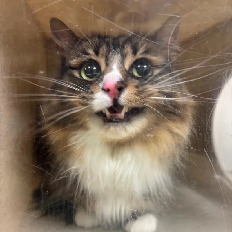 An adult medium-sized female Black Domestic Long Hair cat named Stella for adoption in Reno, NV