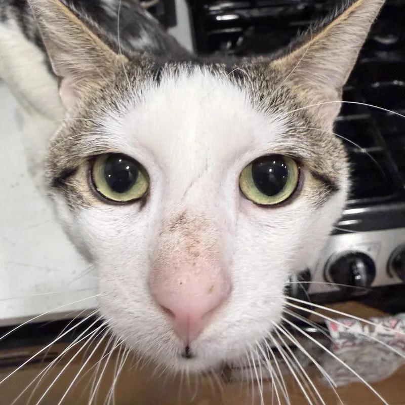 An adult medium-sized male Domestic Short Hair cat named Lawrence for adoption in Brooklyn, NY
