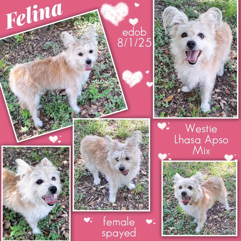 Felina WAT thumbnail 6